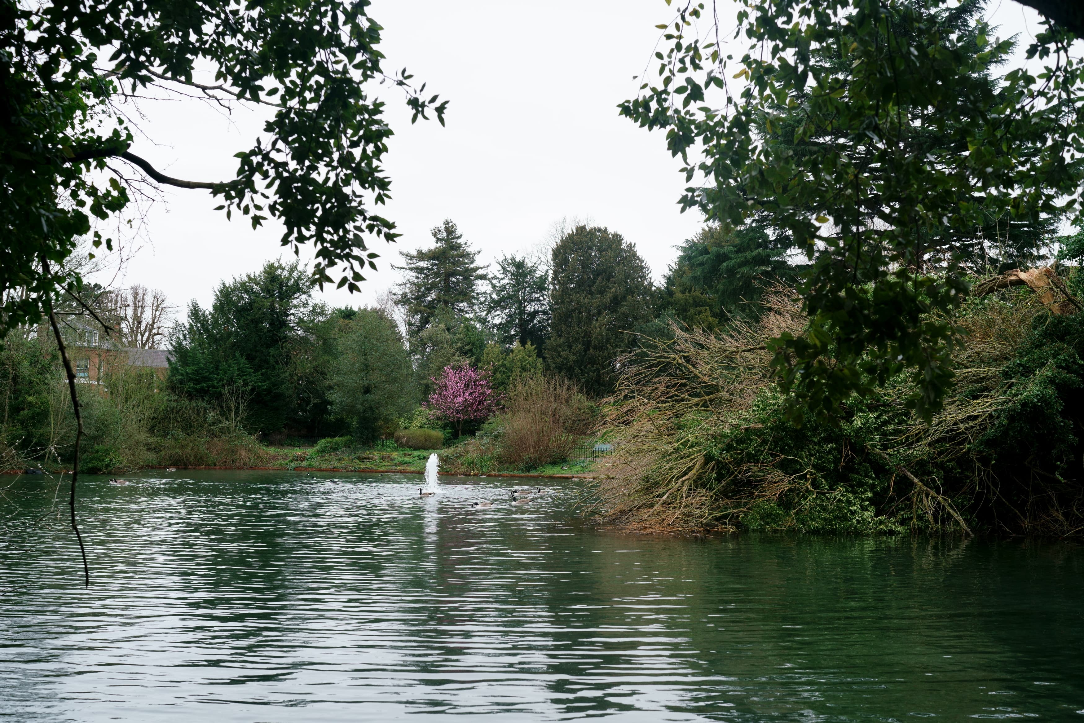Ewell village — lake and fountain at Bourne Hall, historic Surrey village