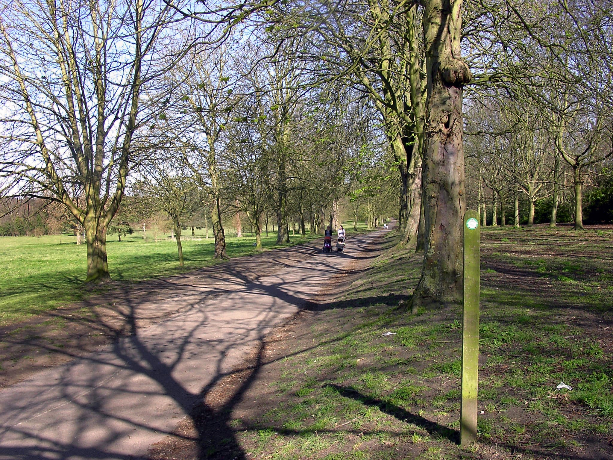Tree-lined avenue in Nonsuch Park, Epsom and Ewell, Surrey